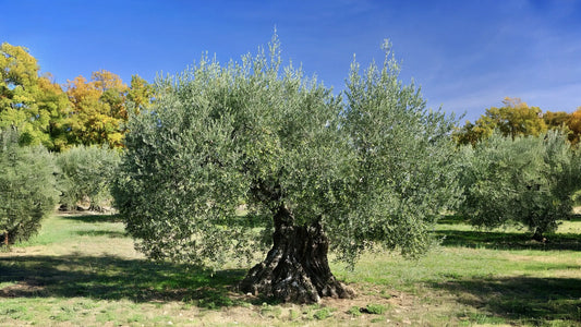 Olivenöl aus Frankreich: Sorten, Regionen & Herstellung entdecken und kaufen. Das Bild zeigt altes Olivenbaum