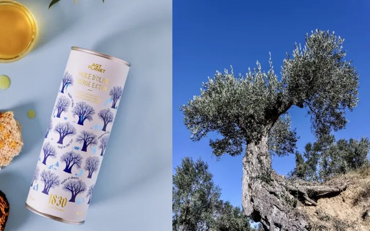 Exklusives Olivenöl aus Spanien