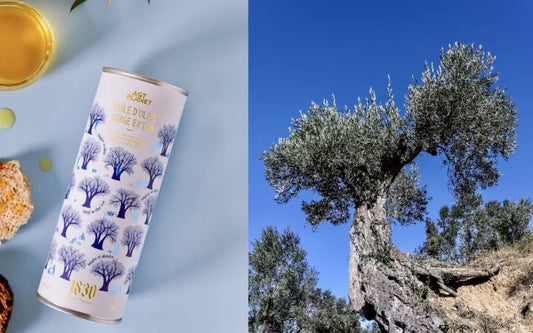 Exklusives Olivenöl aus Spanien