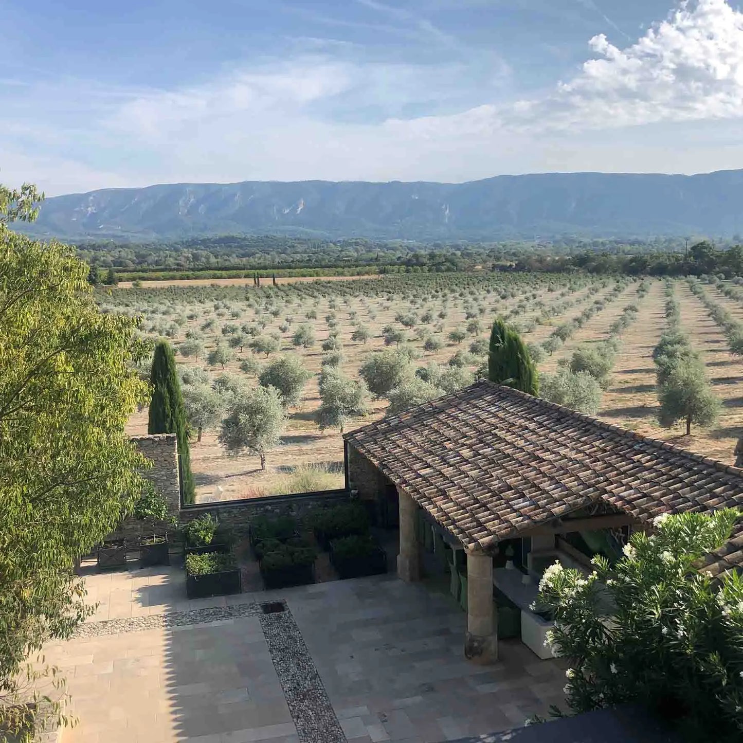 Olivenhain in der Provence – Olivenöl Testsieger aus Frankreich kaufen