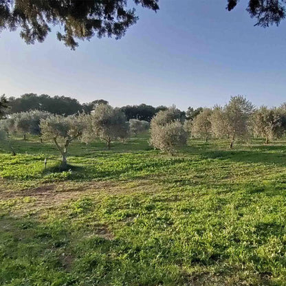 Olivenhain in der Provence – Olivenöl Testsieger aus Frankreich kaufen