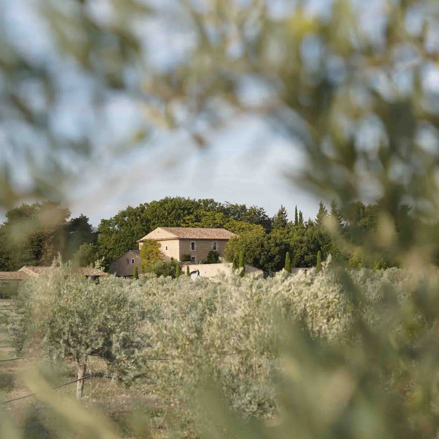 Weitwinkelaufnahme der Plantage mit Haus und Gebirge:AOP-Olivenöl aus der Provence – Testsieger Olivenöl aus Frankreich kaufen