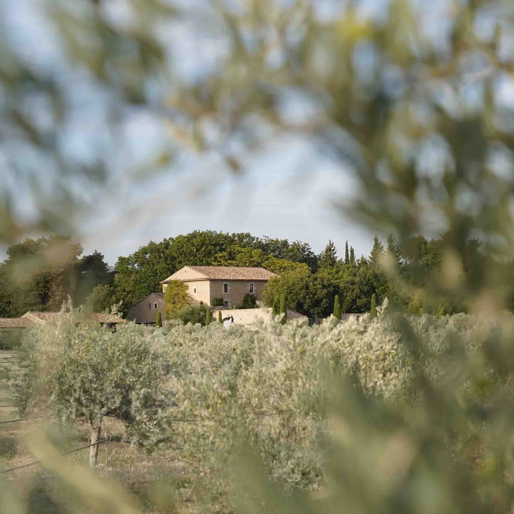 Weitwinkelaufnahme der Plantage mit Haus und Gebirge:AOP-Olivenöl aus der Provence – Testsieger Olivenöl aus Frankreich kaufen