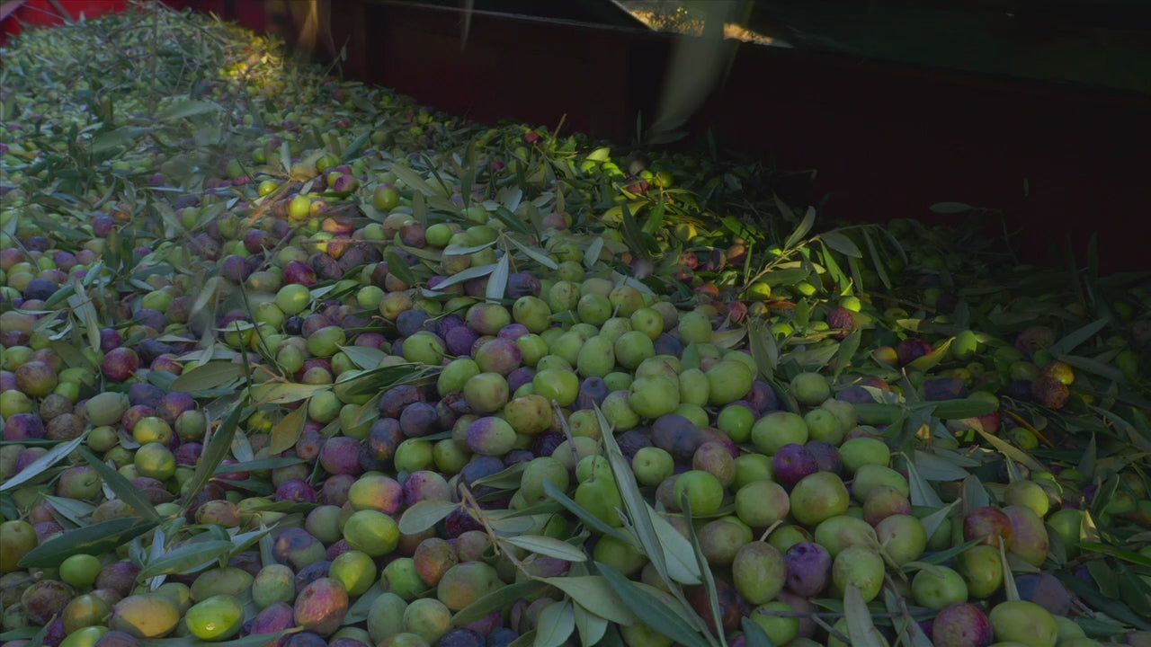 Video laden: Video zeigt die Herstellung von Olivenöl bei Maison Brémond: Von der Ernte frischer Oliven bis zur schonenden Kaltpressung, die Aromen und Qualität bewahrt. Erleben Sie, wie hochwertiges Olivenöl entsteht – perfekt für alle, die erstklassiges Olivenöl kaufen möchten, um die mediterrane Küche zu bereichern.